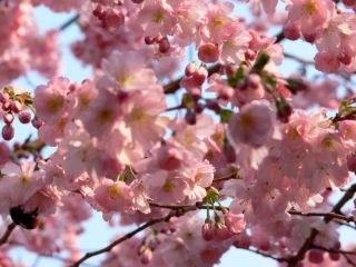 Japanische Kirschblüte nahe dem Elbuferweg (P1080869)